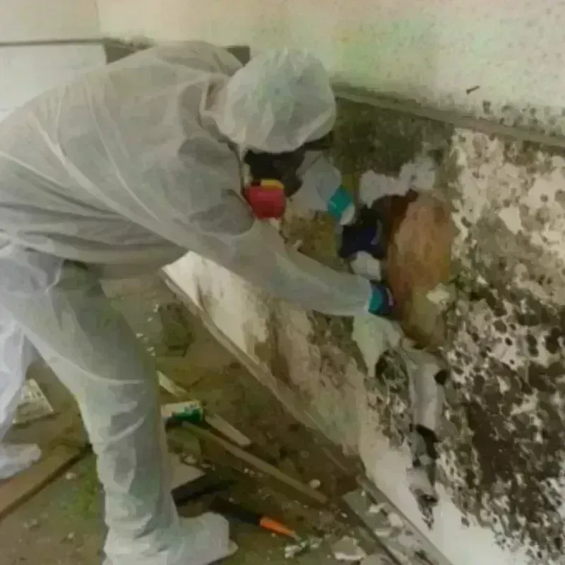 Mold Remediation and Removal in Fox Lake, WI